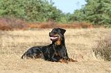 ROTTWEILER 008